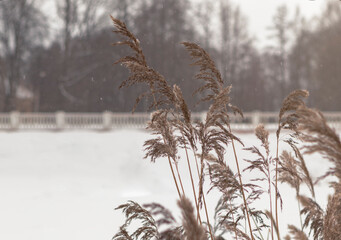 Pampas grass on a pond in winter, reeds, reed seeds. Golden reeds on the pond sway in the wind against the backdrop of trees. Abstract natural background. Beautiful pattern in neutral colors. Selectiv