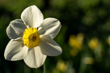 Nature spring background with yellow flowers, daffodils grow in the garden. Morning light. Spring in the garden, Easter.