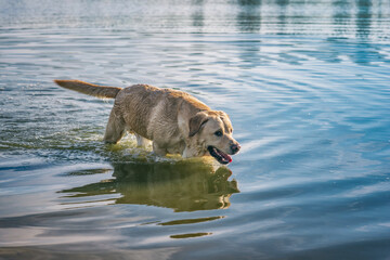 A fawn labrador retriever is playing in the lake.
