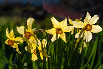 Nature spring background with yellow flowers, daffodils grow in the garden. Morning light. Spring...
