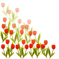 Obraz premium Tulpen orange Frühling 