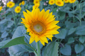 bright sunflower flower close up