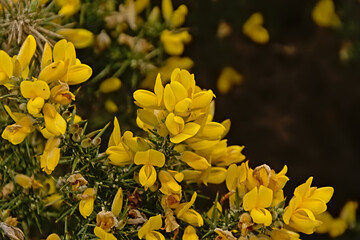 Bright yellow gorse flowers and thorns, close up - ulex 