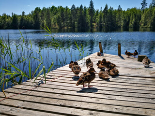 ducks on the wooden pier at lake