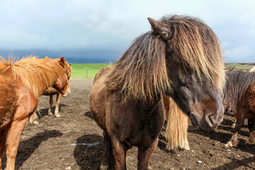 Portrait of brown Icelandic pony with long mane