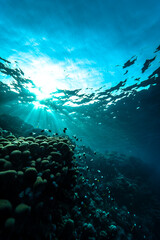 The beautiful reefs of sharm el Sheikh - Egypt.