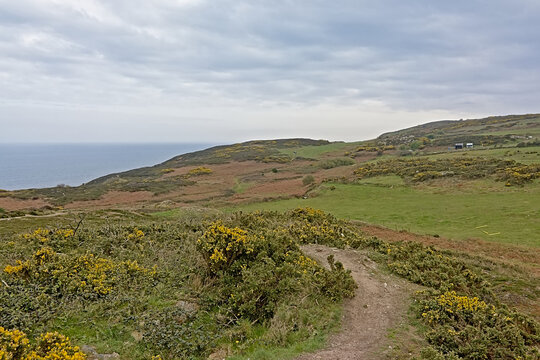 Cliffs along north sea coase of Howth, ireland, with flowering gorse bushes on a cloudy day 