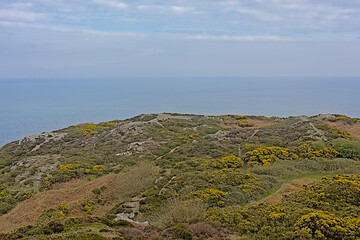 Cliffs with gorse flowers along north sea coase of Howth, ireland, with flowering gorse bushes on a cloudy day 