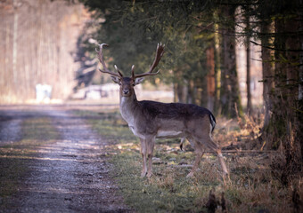 Naklejka na ściany i meble Prächtiger Hirsch der im Wald steht und eine Straße quert.
