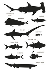 Ocean fish with text names. Vector black silhouette image.