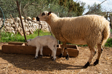 Baby Sheep 2 days old with her mum- grazing free - family farm 