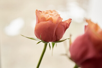 Red gradient roses background. Present romantic flowers. Top view