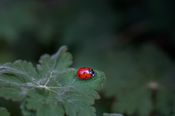 Coccinelle