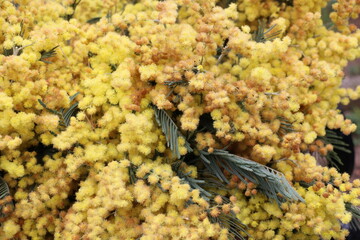 Yellow mimosa bouquet. Beautiful fluffy flowers. Garden plant. Nature theme.