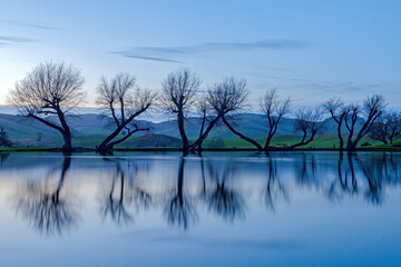 Dancing Trees and the Reflection in Dusk