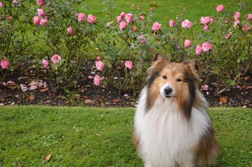 Portrait of a Sheltie Shetland Sheepdog dog
