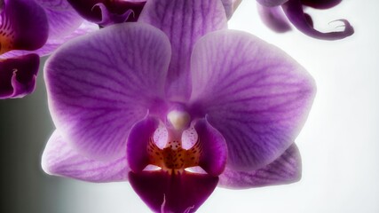 Fototapeta na wymiar Lila Orchidee
