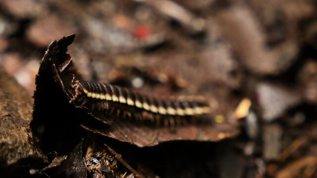 Non dangerous millipede platyrhacidae nyssodesmus python close up walking on a leaf