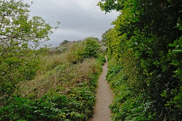 Fototapeta na wymiar Hiking trail between fresh green spring trees and shrubs in Howth head, Dublin county, Ireland 