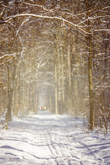 Fototapety na wymiar - Fototapeta24.pl