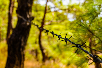 Closeup of barbed wire in a forest