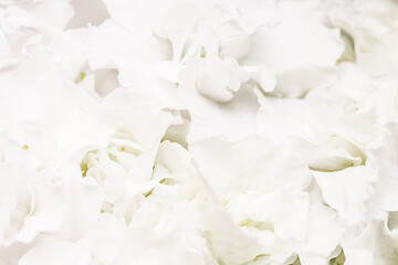 Soft white Hydrangea (Hydrangea macrophylla) or Hortensia flower petals. Shallow depth of field for soft dreamy feel