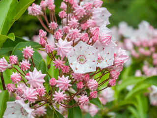 Closeup shot of white and pink evergreen shrub mountain laurel (calico-bush or spoonwood) flowers
