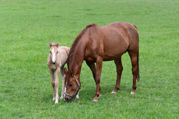 Naklejka na ściany i meble A chestnut warmblood mare with her palomino foal in a green meadow.