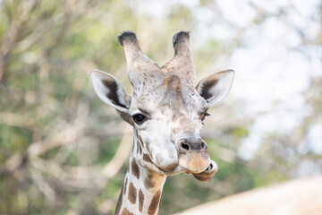 Naklejka premium Giraffe