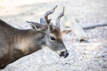 Deer eating and Drinking at Zoo