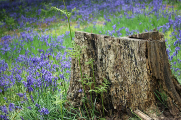 Obraz premium Spring bluebell wood with tree stump