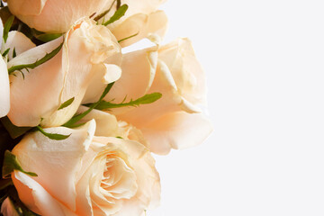 Cute background with a corner of milky yellow roses. Isolated flowers. Copy space. Ready made template for the design of banners, blanks and posters. Flat lay. Clouse up.