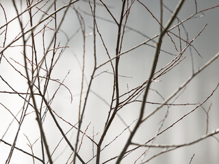 Twigs of a tree in rain with fog