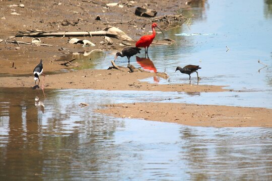 aves pernilongo de costas brancas - himantopus melanurus, ma&ccedil;arico preto - phimosus infuscatus, guar&aacute; vermelho - eudocimus ruber e frango d' &aacute;gua - gallinula chloropus