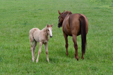 A chestnut warmblood mare with her palomino foal in a green meadow.