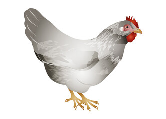 Handgezeichnetes koloriertes weißes Huhn