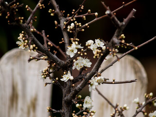 blackthorn bush in flower and without leaves