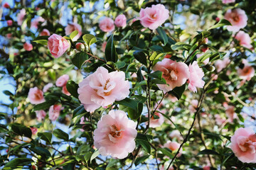 Obraz premium Pink Camellia 'Felice Harris' in flower