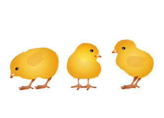 drei frisch geschlüpfte flauschige Küken