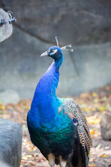 Obraz premium Peacock