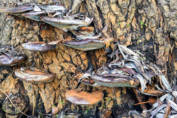 Tree mushrooms on background of tree bark. Old, dry willow leaves covered the mushrooms. Early spring. Close-up. Selective focus.