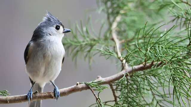 Tufted Titmouse on Cedar branch