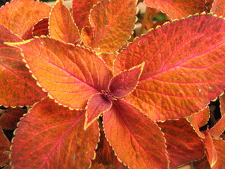 a beautiful orange coleus plant with symmetric leaves with a yellow edge closeup in a flower garden in springtime
