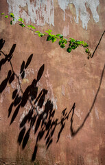 Sombra de una pequeña rama verde de hiedra sobre una pared de color rosa pálido