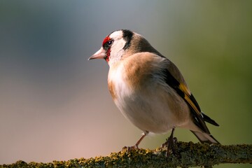 JILGUERO CARDUELIS CARDUELIS