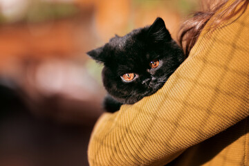 Britisch Kurzhaar Kitten Katze schwarzer Panther - edel Luxus