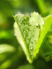 Gotas de rocio