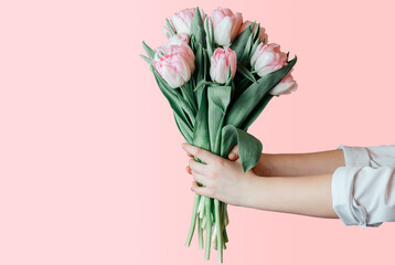 Hands holding bunch of pink tulips on pink background, Women's day greeting card