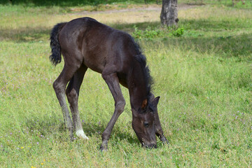 A cute black warmblood filly trying to graze despite its long legs. It is bending down to reach the...