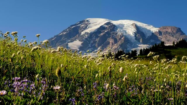 Mountain Wildflowers